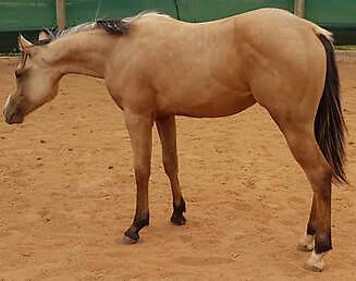 Arabesque Major Edge